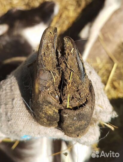 Обезроживание козлят, кастрация, копыта