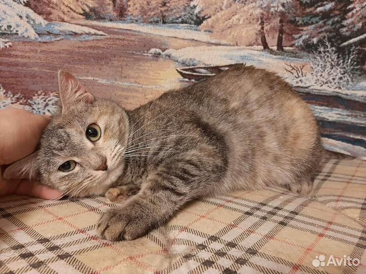 Шейла вас ждёт