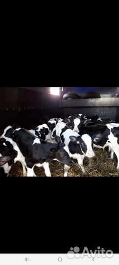 Телята бычки тёлки