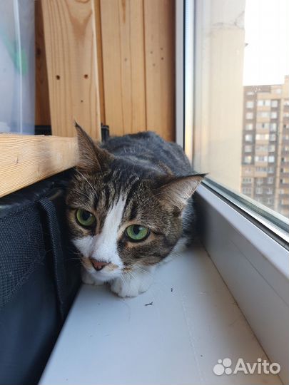 Умерла хозяйка