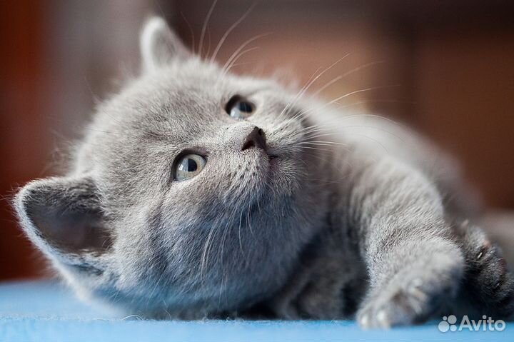 Амелия, кошечка британка от породистых родителей