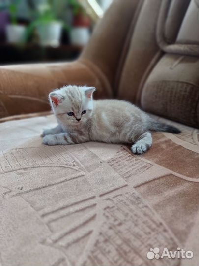 Отдам кошечку