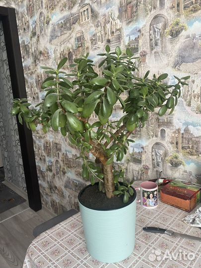 Толстянка большая