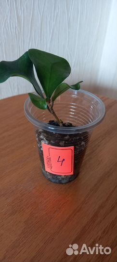 Фикус Триангулярис Грин Дрим (Кокетка)