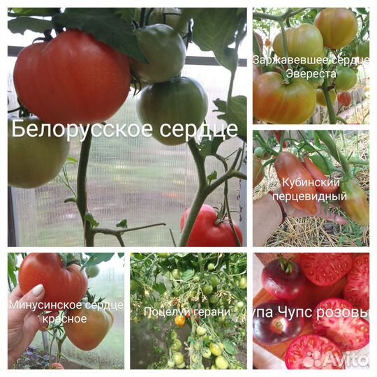 Семена томатов