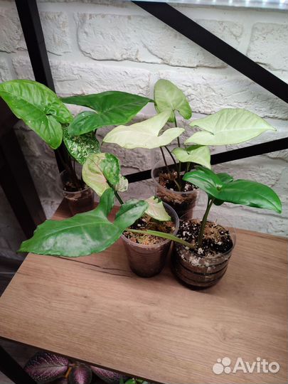 Комнатные цветы Сингониумы