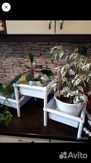 Домашние цветы и этажерка для цветов