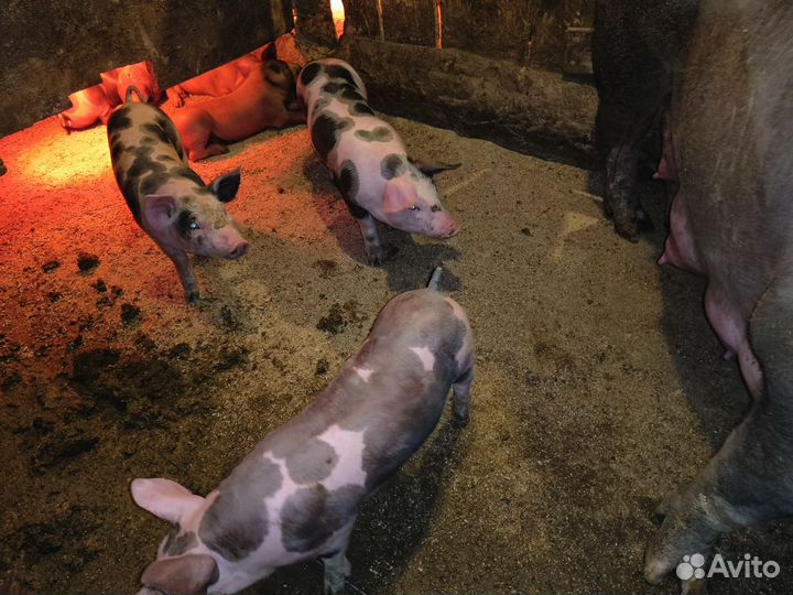 Поросята породы пьетрен