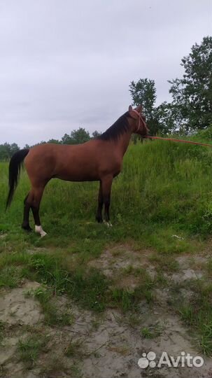 Арабская кобыла