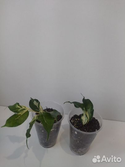 Фикус керли