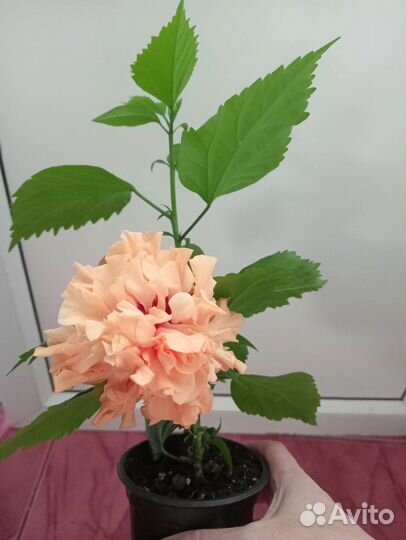 Гибискус оранжевый и розовый