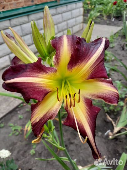 Сортовые лилейники