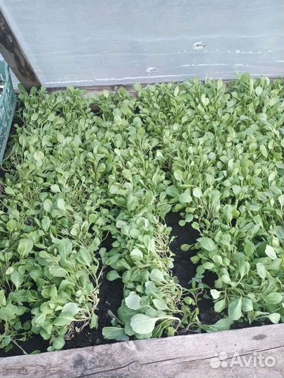 Рассада капусты