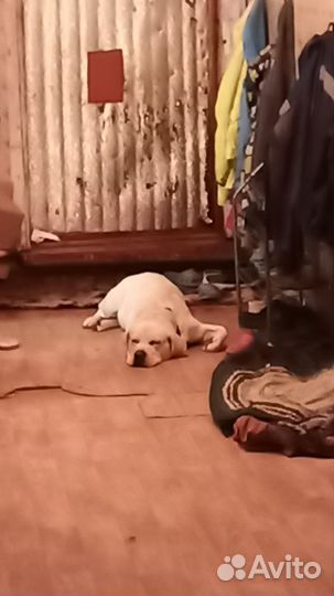 Кобель лабрадора вязка