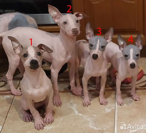 Американский голый терьер щенки