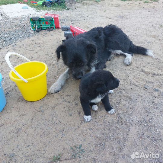 Щенки бесплатно