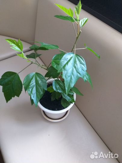 Комнатные цветы