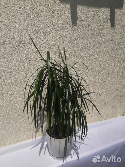 Фикус бенджамина, фикус, драцена, спетефиллум