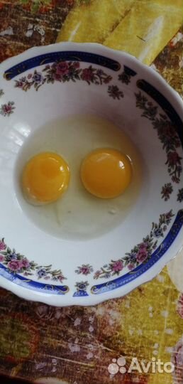 Куры несушки