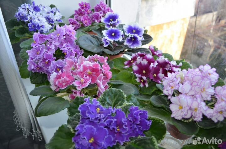 Наборы деток фиалок