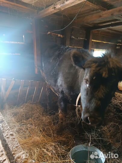 Абердин ангус телки