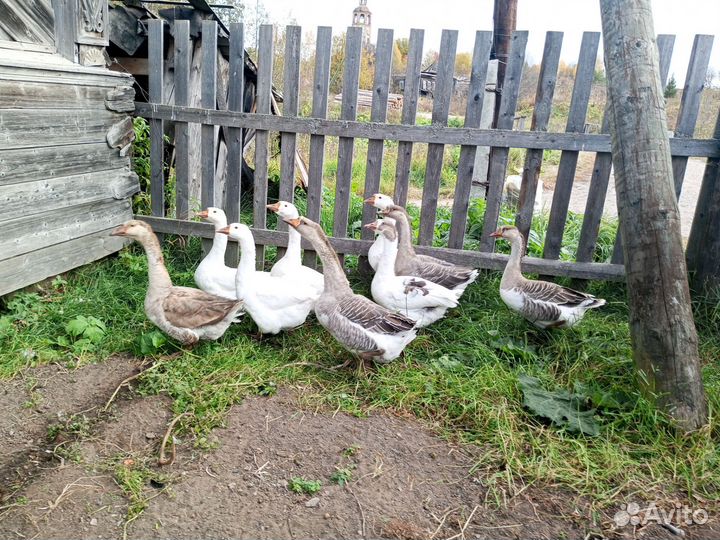 Продам животных