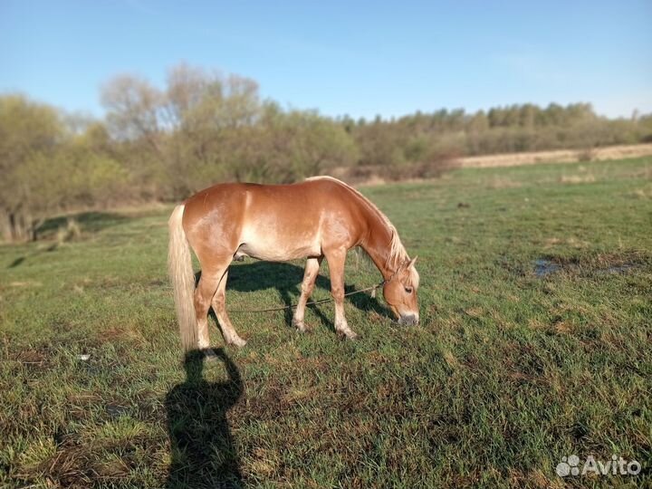 Лошадь жеребец