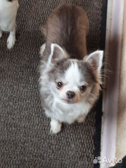 Девочки ищут дом