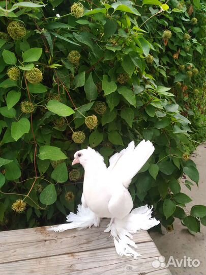 Продажа голубей