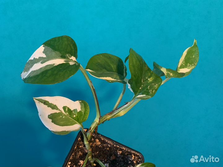 Сциндапсус эпипремнум Н Джой/N’joy