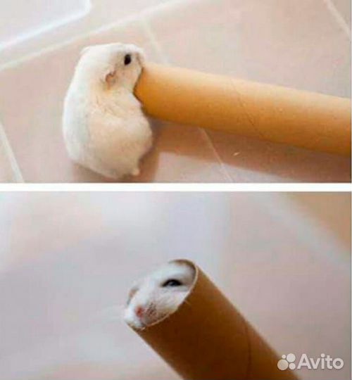 Подарочный хомяк от вас вашим любимым