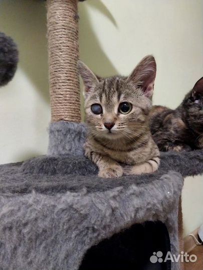 Полуслепой котенок (из приюта)