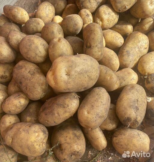 Продам свою, яблоки, лук, картофель