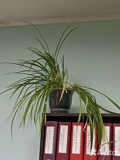 Хлорофитум