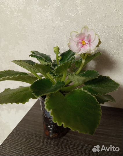 Ав-Объект Желания