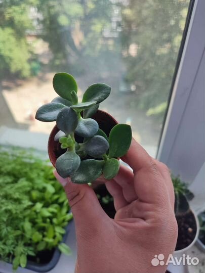 Толстянка денежное дерево