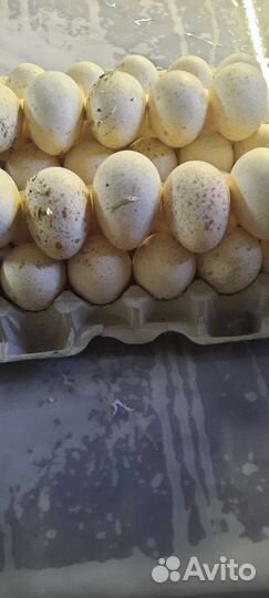 Яйцо инкубационное индейки