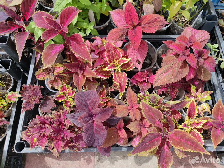 Колеусы вегетативные