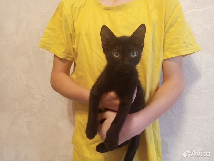 Отдам котят 2 мальчика и 1 девочка