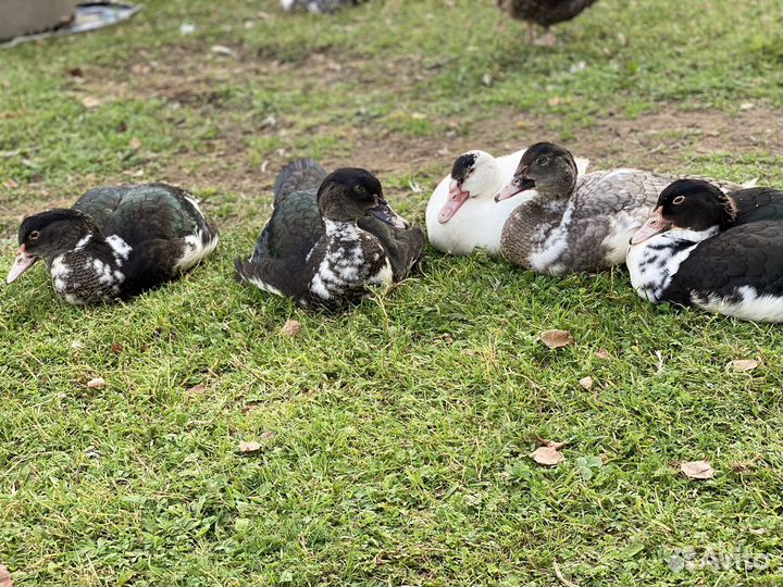 Селезни и уточки индоутки на племя