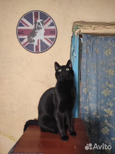 Отдам котика