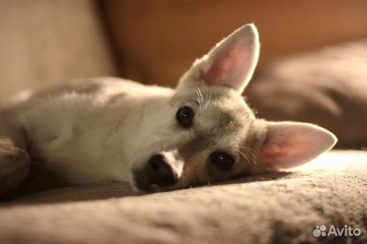 Лютоволк - белый щенок, метис хаски в добрые руки