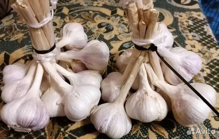 Озимый чеснок