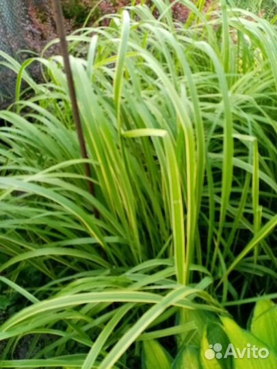 Спартина и мискантус зебрина