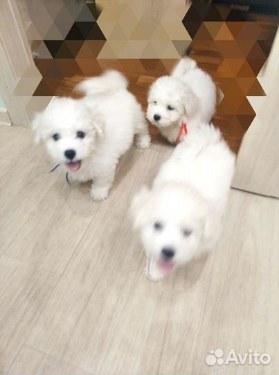 Продам щенков Бишон фризе