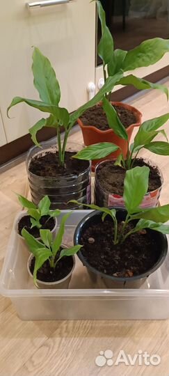 Спатифиллум