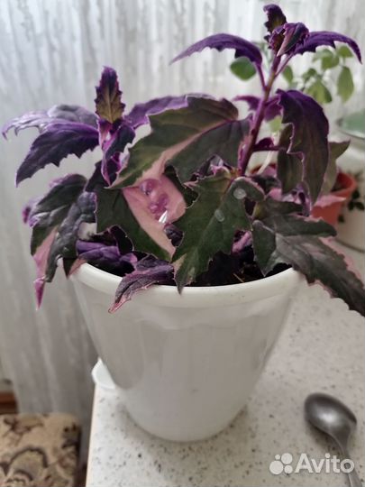 Гинура вариегатная