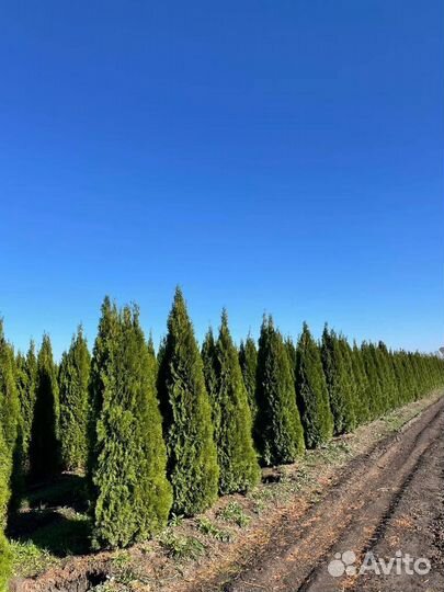 Туя 100-109 см