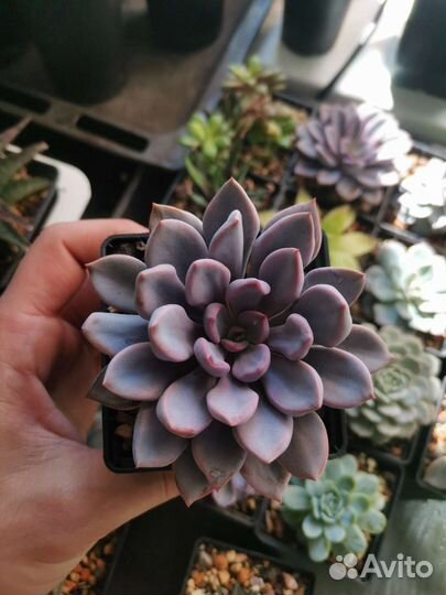 Кактусы и суккуленты