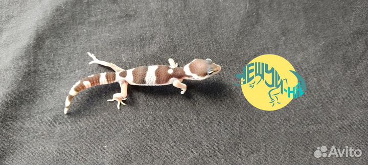 Геккон эублефар